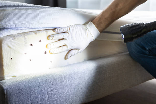 Best Emergency Pest Control  in Hollywood Park, TX