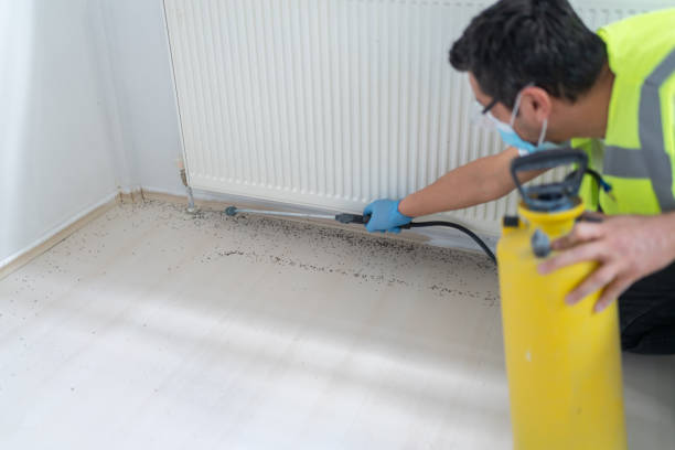 Best Termite Control Services  in Hollywood Park, TX