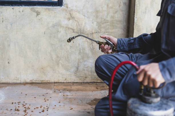 Best Wasp Removal Services  in Hollywood Park, TX